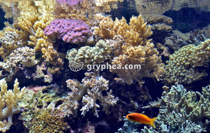 Récif de Corail - gryphea.com